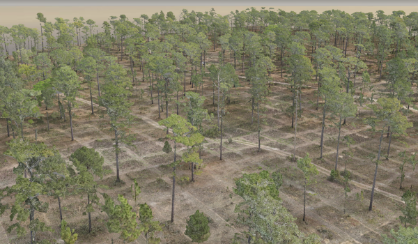 3D aerial forestry 3D model
