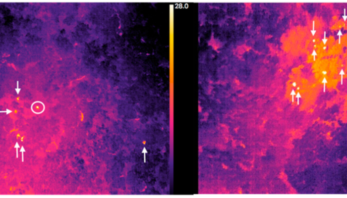 Ungulate monitoring using thermal imagery